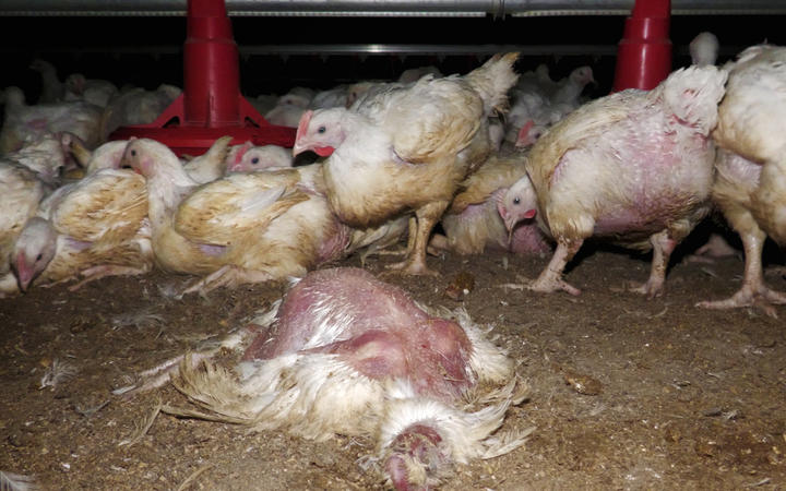 Animals Aotearoa 从一个自由放养的肉类养鸡场内向 RNZ 发布的视频截图。