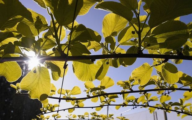 kiwifruit vines