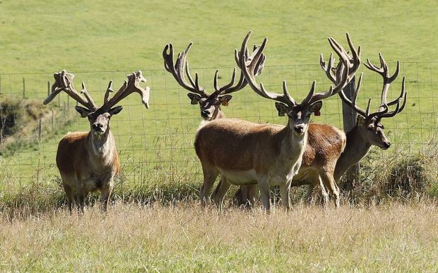 Stags stand together in a deer farm in central Otago (January 2014).