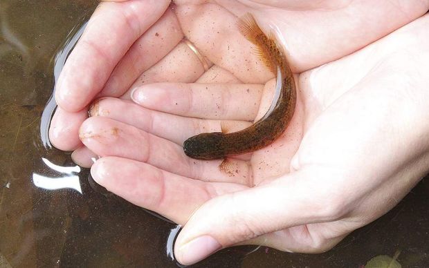 A native mudfish.