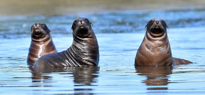 Nationally vulnerable New Zealand sea lion cubs play in the waters of a coastal inlet on the Otago Peninsula.  The Department of Conservation has confirmed that a record 20 puppies have been born in Dunedin this year.
