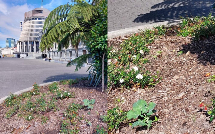 Cannabis seedlings spotted growing in Parliament grounds garden