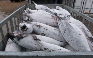 Frozen albacore tuna offloaded in Lami, Fiji