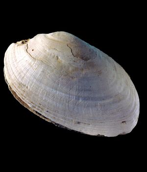 The fossilised shell with an engraving made by early human Homo erectus.