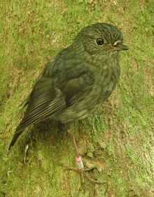 North Island robins are the perfect test subject for a study looking at cognition in wild animals. They can be very easily trained to do tasks in return for a food reward, and their nesting success can be easily followed.