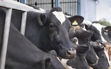 Cows are being bred to tolerate heat.