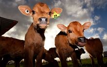 Calves on a Waikato dairy farm.