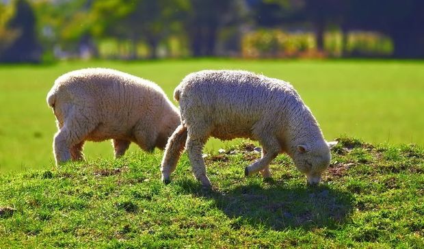 Sheep grazing in Waikato, New Zealand