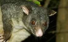 Kevin Hackwell said the financial benefits of pest removal stretched beyond conserving native animals.