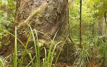 A Kauri tree