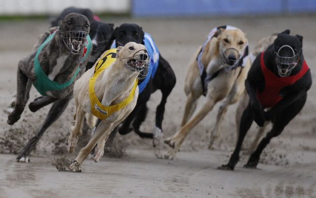 Greyhounds round the bend