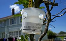 Fruit fly trap on the property where the fruit fly was found in Grey Lynn, Auckland.