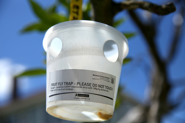 Fruit fly trap on the property where the fruit fly was found in Grey Lynn, Auckland.