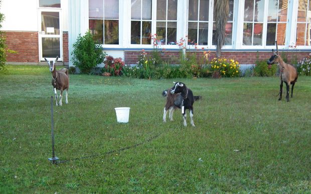 Goats at Buller Hospital 
