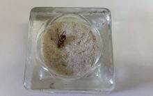 A Queensland fruit fly found in Grey Lynn.