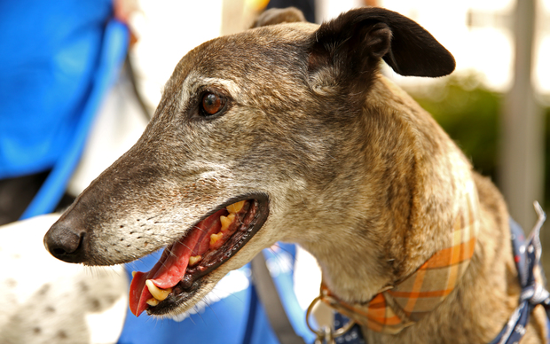 Greyhounds as Pets fundraising for the organisation. 