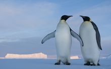 Emperor penguins at Prydz Bay, eastern Antarctica.