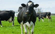Scientists in China have produced genetically engineered cows that are better able to ward off bovine TB infection.