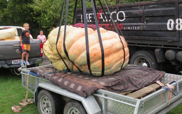 Morrinsville dairy farmer Tim Harris's record-breaking 754.5kg pumpkin.