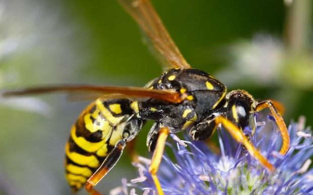 A German wasp on a thistle flower (file photo)