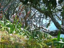 The Windy Hill Sanctuary in southern Great Barrier Island runs from the top of Big Windy Hill down to the sea.