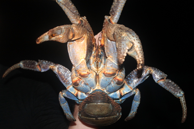 A photo of uga or coconut crab