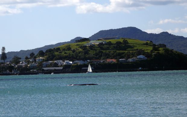 A southern right whale spotted in Auckland's Waitemata Harbour in 2015.