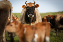 Organic Jersey cow and calf on a Rongotea farm.