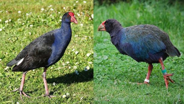 Takahē (right) are roughly twice the size of pūkeko, and flightless.