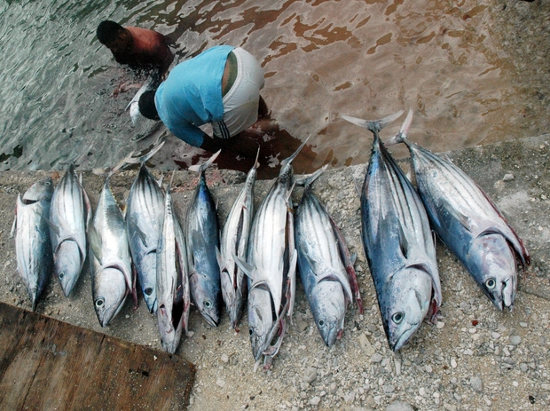A man in Tokelau cleans his skipjack tuna catch. 