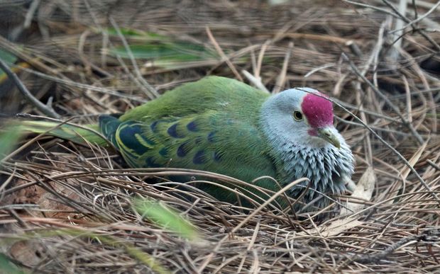 The Mariana fruit dove is native and endemic to Guam and the Northern Marianas Islands in the Pacific.Feb 2012