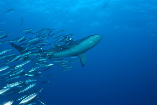 A Galapagos shark in the Kermadec region.