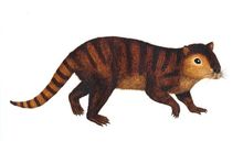 Kimbetopsalis simmonsae was a mammal that lived through the event which wiped out the dinosaurs.