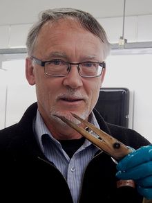 Andrew Stewart holds a daggertooth from the Te Papa fish collection.