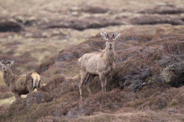Deer on The Isle of Lewis