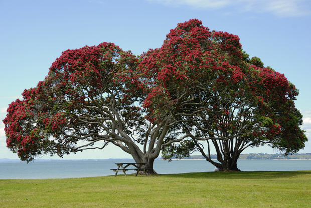 Pohutukawa tree taken at Cornwallis Beach, West Auckland