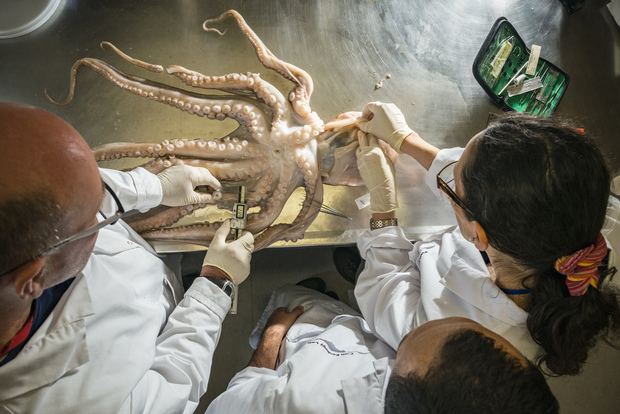 NIWA marine ecologist Mark Fenwick is inspecting a yellow octopus, together with visiting scientists Christian Ibáñez, from Andrés Bello National University, and Maria Pardo, from the University of Chile.