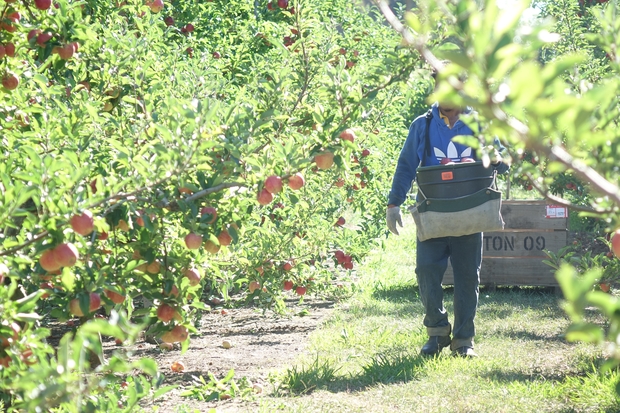 Pacific Islands workers have been described as invaluable to New Zealand's horticulture and viticulture industries.