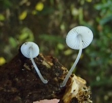 Two small white mushrooms.