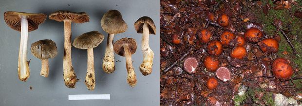 Brown mushrooms on the left, and bright red 'fruit-like' truffle-like fungi on the right