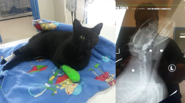 Billy the Ashburton cat who was shot with a pellet gun and suffered other injuries, including to his eye 