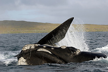Southern right whale breaching at subantarctic Auckland Island.