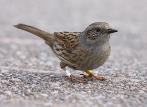 Hedge sparrow with coloured leg bands