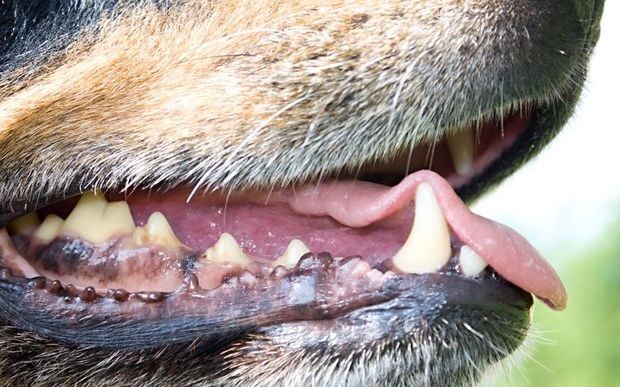 Dog teeth and tongue, generic
