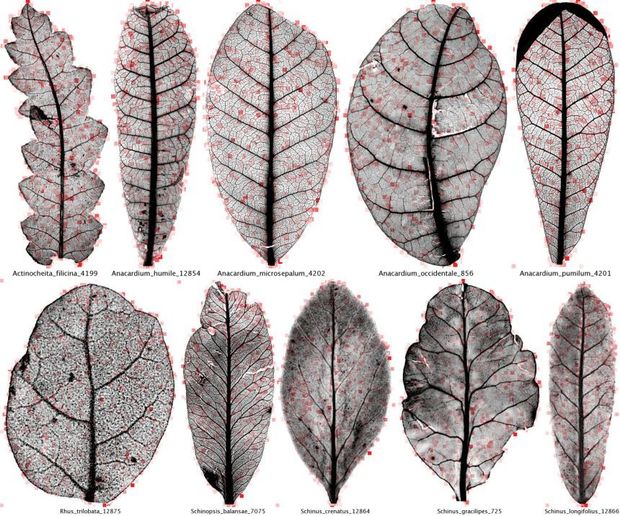 Heat map outputs of leaves