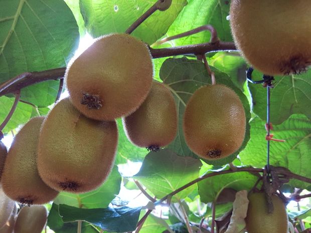 Haywood Green Kiwifruit