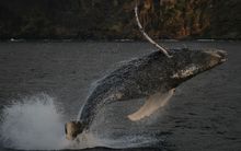 Whale in mid air
