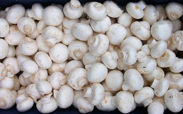 white button mushrooms