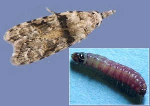 A guava moth and its caterpillar