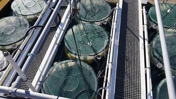 A birds-eye view of the mesocosm facility at NIWA in Wellington.